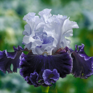 Feel the Thunder Bearded Iris